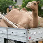 kamel-fb
