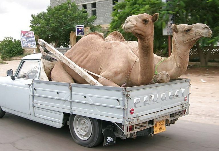 Vits – Kamel og elefant!