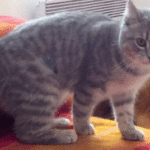 1221065205Katt-ruller