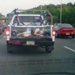 1273897813Painted-Tailgate