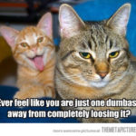 1347280309funny-cat-happy-face