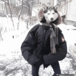 1427922894Dancing-Dog