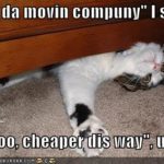323400230funny-pictures-cat-furniture