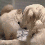 doggif10