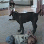 doggif11