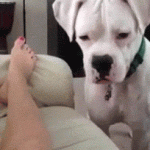 doggif13