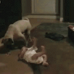 doggif2