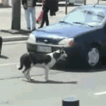 doggif3