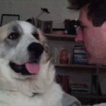 doggif4