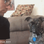 doggif6