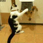 doggif7