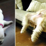 hund
