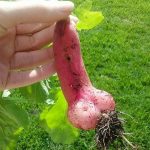 penis10