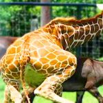 mating_fb