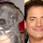 brendan-fraser