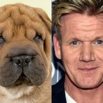 gordon-ramsay