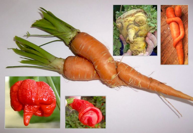Se verdens rareste, SYKESTE, perverse og MORSOMME grønnsaker – Del 3