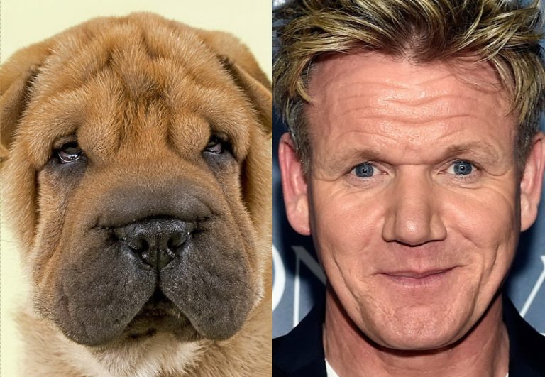 En hver kjendis har en hund som ligner på seg – Her er BEVISENE!